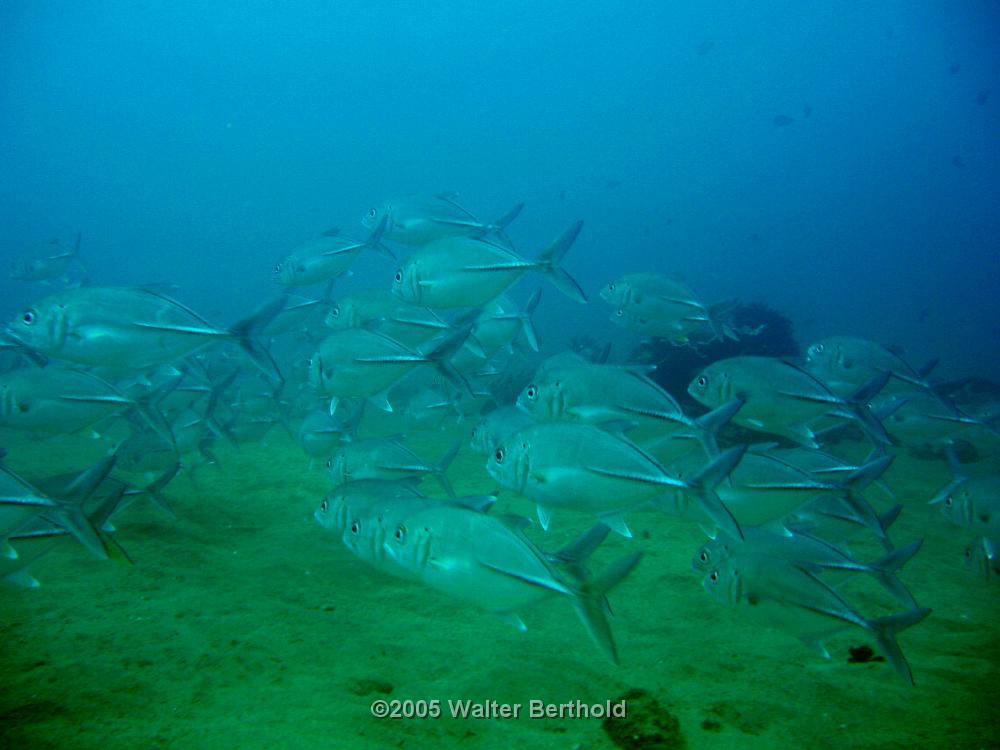 big-eye trevallies