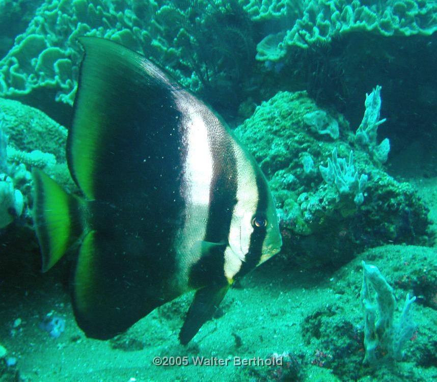 bigfin bat fish