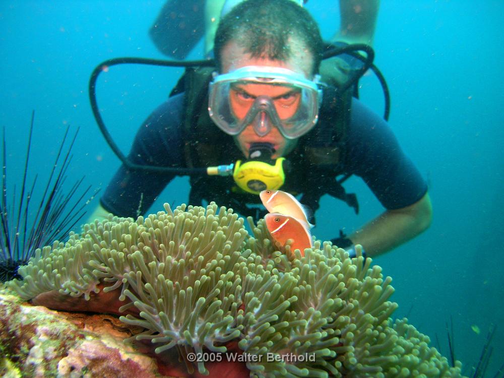 steve and clownfish