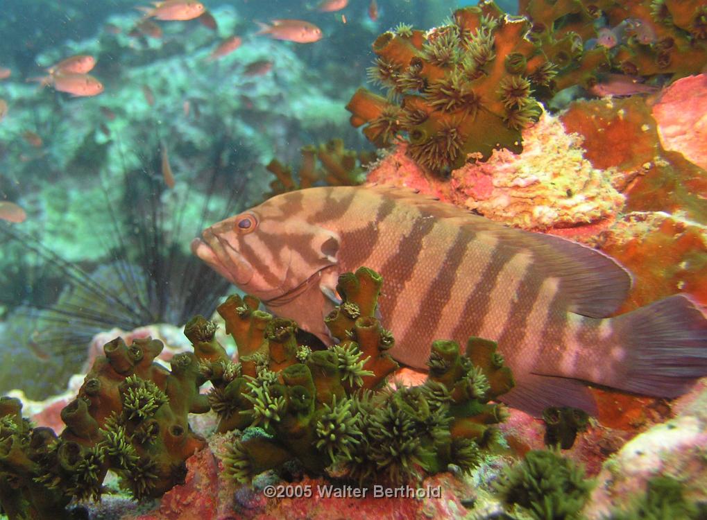 wrasse