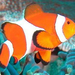 Clownfish