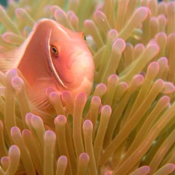 Dauin diving clown fish