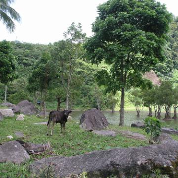 Negros 002