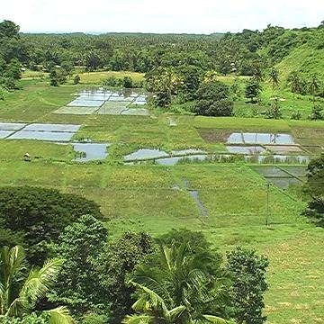 Rice paddies
