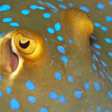 Stingray