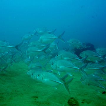 big-eye trevallies