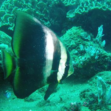 bigfin bat fish