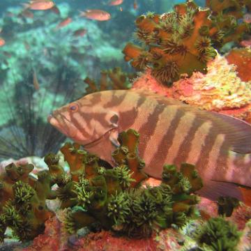wrasse