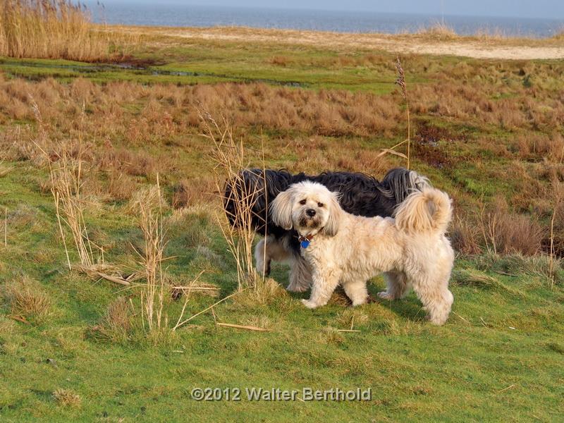Sylt Nov 2012 117