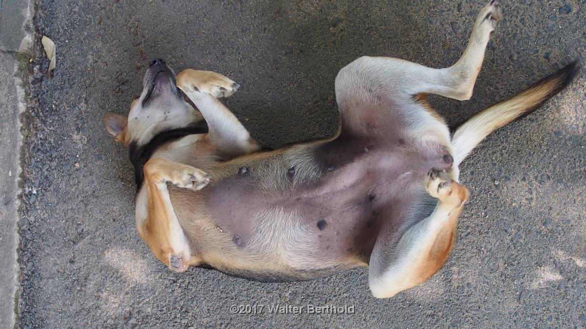 Thailand 2017 391