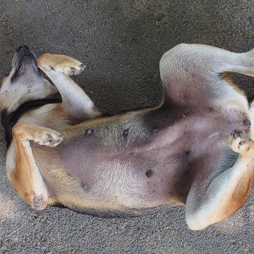 Thailand 2017 391