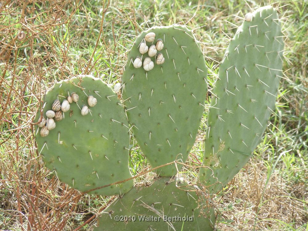 Tunesien 2010 Strand 29