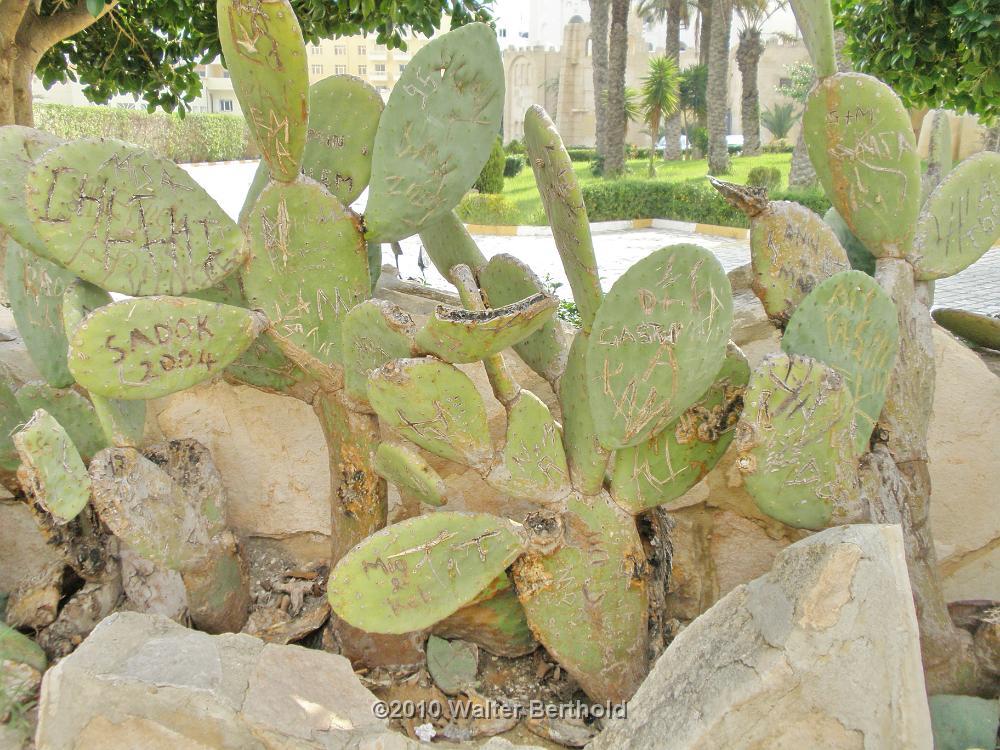 Tunesien 2010 Strand 50