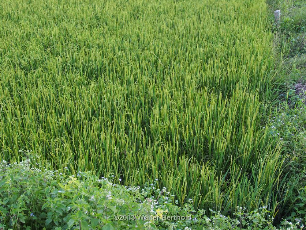 Vietnam 2013 0522