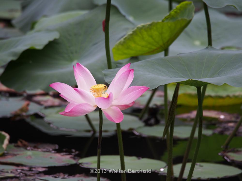 Vietnam 2013 0657