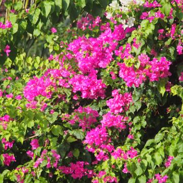 Vietnam 2013 0779
