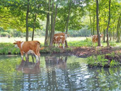 Cabriotour_2015_Spreewald_050