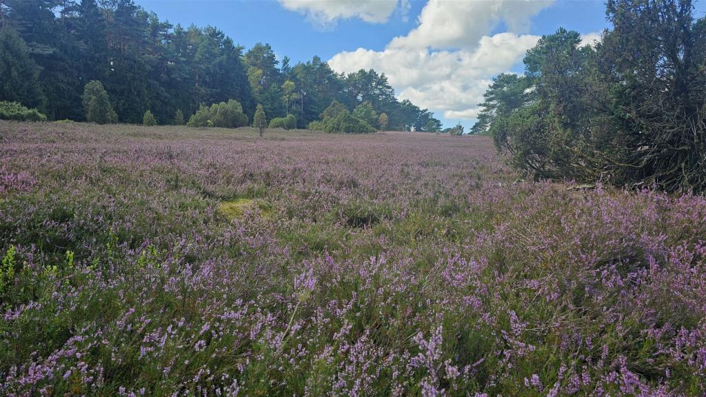 Cabriotour_Heide_2026_010