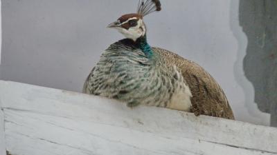 Cabriotour_2012_138