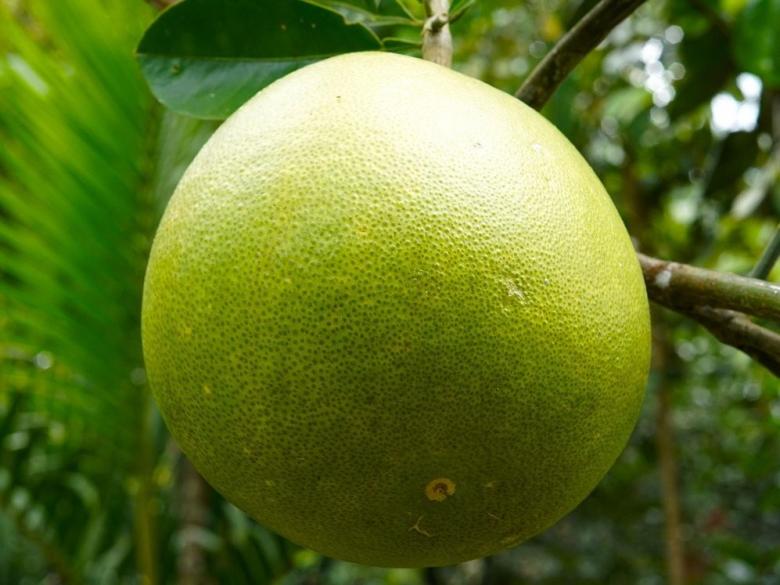 pomelo-7393079_1280_2