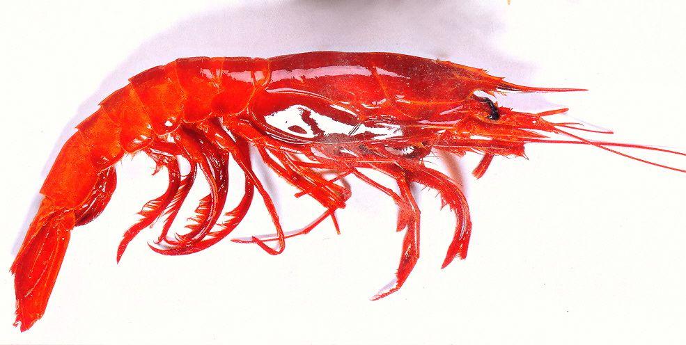 RoteRiesengarnele