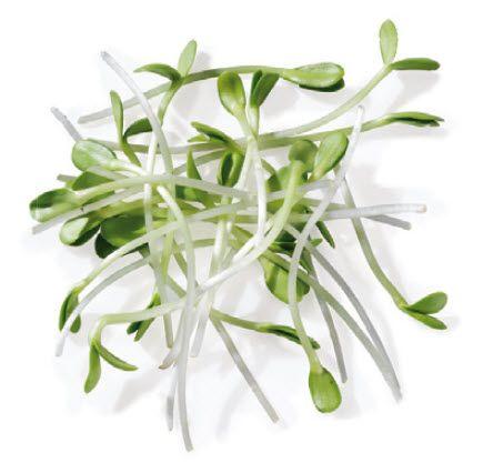 Sonnenblumen Sprossen