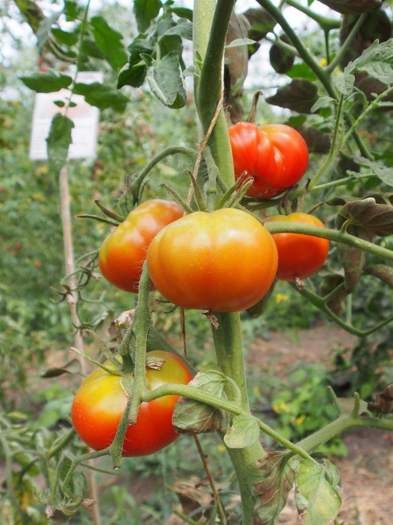 Herztomate