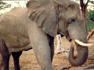 Afrika_1996_146
